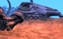 Spore