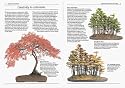 Bonsai (Pocket Encyclopaedia)