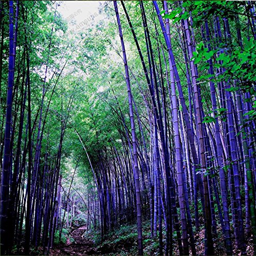 Rare purple Timor Bamboo Seeds Bambusa black bamboo seeds planted courtyard Yi 100 PCS - package