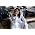 Thumbnail image of PJ Harvey