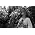 Thumbnail image of Melody Gardot