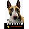 Bull Terriers