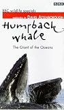 BBC Wildlife Special - Humpback Whale: The Giant Of The Oceans [1997]