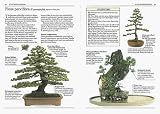 Used : Bonsai (Pocket Encyclopaedia)