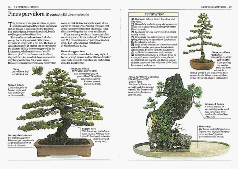 Buy Bonsai (Pocket Encyclopaedia) online at Discounted New and Used prices. Delivered to your door with Off-The-Bookshelf.
