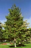 Review JUST GREEN  / SCOTS PINE TREE KIT + MYCORRHIZA, 1 TREE