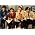 Thumbnail image of Monkees