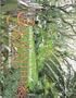 Enchanted Ground: Gardening With Nature in the Subtropics