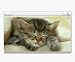 Animal Kingdom Sleepy Kitty Decorative Protector Skin Decal Sticker for Nintendo DS Lite
