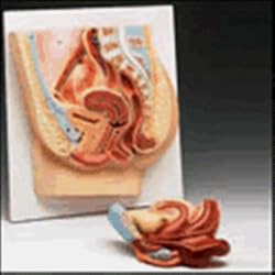 Female Pelvic Section  JS6542