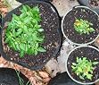 Smart Pots