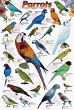 71A%2BVlAbmuL. SL160  Safari LTD parrots Laminated Poster