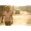 Thumbnail image of Johnny Hallyday