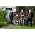 Thumbnail image of Jethro Tull