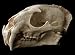 Clouded Leopard Skull