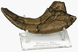 Utahraptor Claw