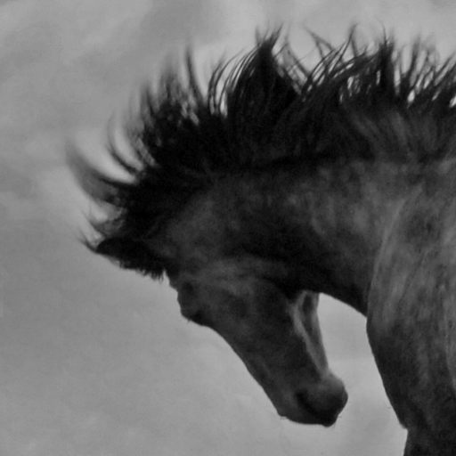 horse riding lessons