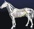 Visible Horse Model