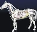 Visible Horse, 14" L, 12" Tall