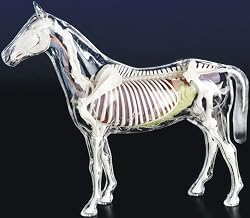 Visible Horse Model