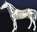 Visible Horse Model