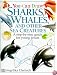 Sharks, Whales & Sea Creatures (You Can Draw)