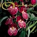 Book Orchids