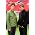 Thumbnail image of Oasis