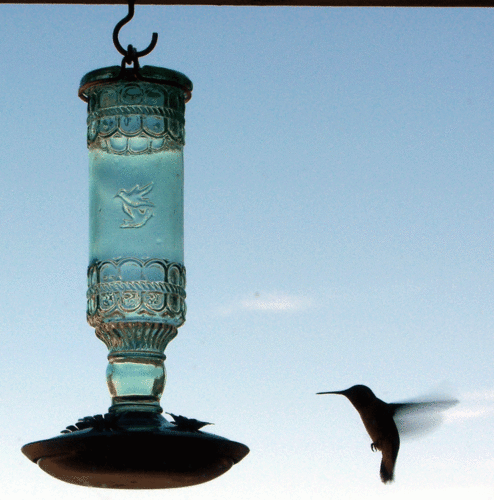 Perky-Pet 8108-2 Green Antique Bottle 10-Ounce Glass Hummingbird Feeder