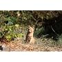 Canon EF - Objectif � Zoom 70 / 200 mm f/4.0 L US&hellip de Canon