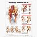 Anatomy And Injuries Of The Hip Anatomical Chart - 9781587793844