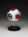 Eye, Budget Whopper Eye Model  CH2