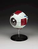 Budget Whopper Eye Model