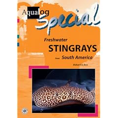 Freshwater Stingrays from South America (AQUALOG Special)