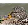 Panasonic Lumix G X Vario 35-100mm/f2.8/power O.i.&hellip von Panasonic