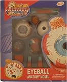 Eye Anatomy - 4D Puzzle [Toy]