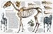 Horse (Eyewitness Guides)