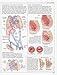 The Human Body (An Illustrated Guide to Its Structure, Function, and Disorders)