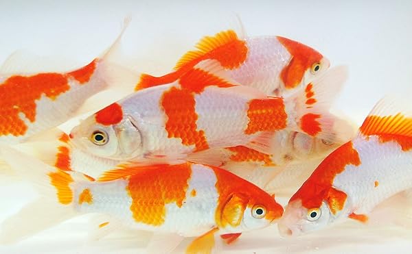 Toledo Goldfish Live Sarasa Comet Goldfish For Ponds Aquariums Or
