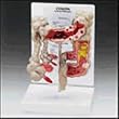 Colon Model