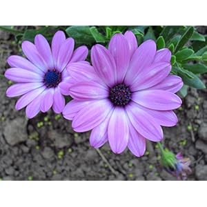 Canon PowerShot ELPH 300 HS 12 MP CMOS Digital Camera with Full 1080p HD Video