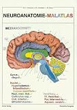 Neuroanatomie - Malatlas