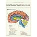 Neuroanatomie - Malatlas