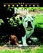 Book The Essential Bulldog
