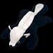 Ty Beanie Babies Bow Wow Beanies Stinky the Skunk Beanie Baby