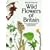 Wild Flowers of Britain