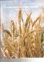 Compendium of Wheat Diseases (The Disease compendium series of the American Phytopathological Society)