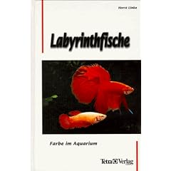 Labyrinthfische. Farbe im Aquarium
