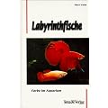 Labyrinthfische. Farbe im Aquarium