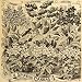 1892 Print Canna Lily Flower Nouttoni Ehemanni Flaccida - Original Halftone Print